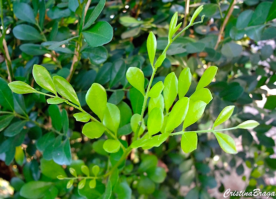 Murta de cheiro - Murraya paniculata