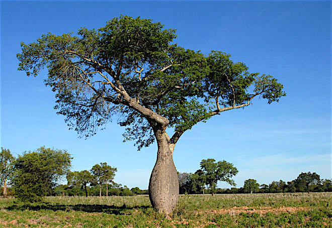 Paineira Rosa - Ceiba speciosa