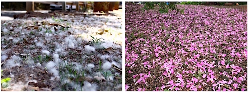 Paineira Rosa - Ceiba speciosa