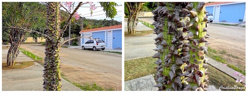 Paineira Rosa - Ceiba speciosa