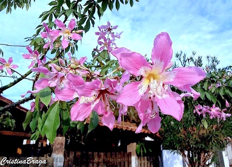 Paineira Rosa - Ceiba speciosa