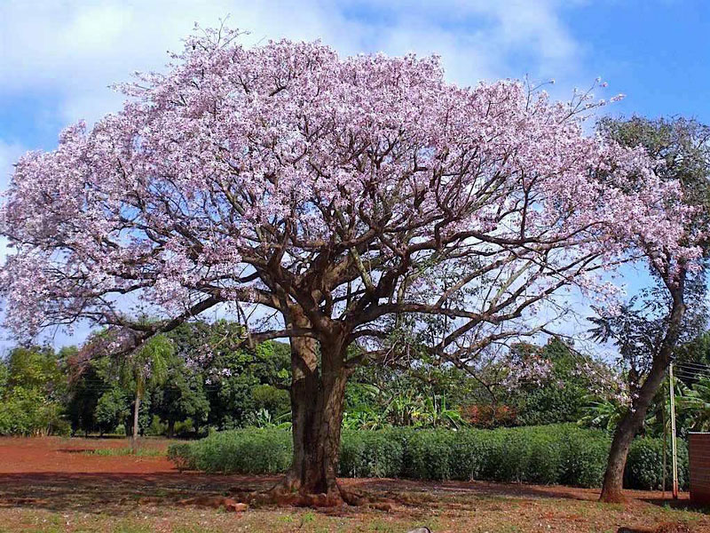Paineira Rosa - Ceiba speciosa