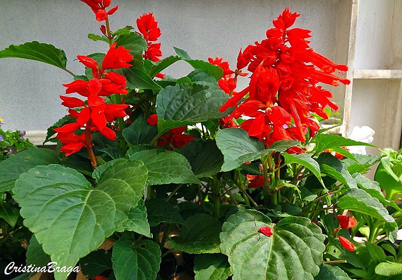 Sálvia - Salvia splendens