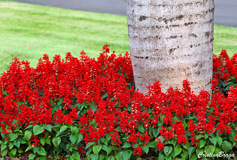 Sálvia - Salvia splendens