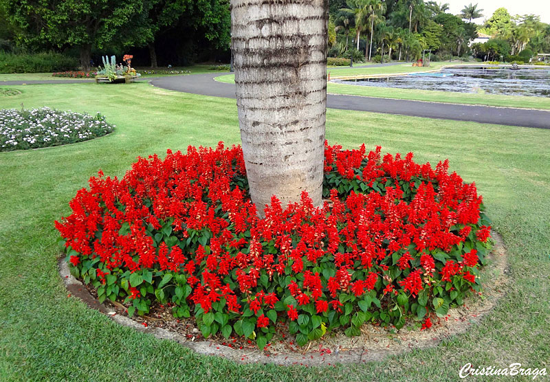 Sálvia - Salvia splendens