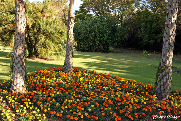 Tagetes - Tagetes patula