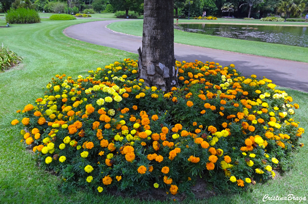 Tagetes - Tagetes patula