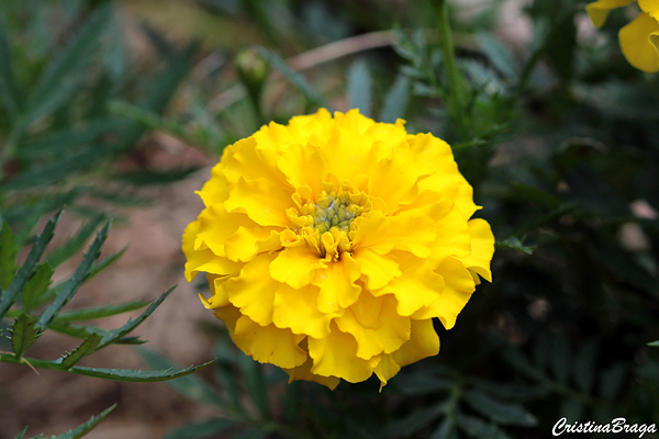 Tagetes - Tagetes patula