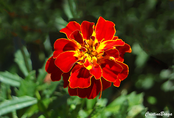 Tagetes