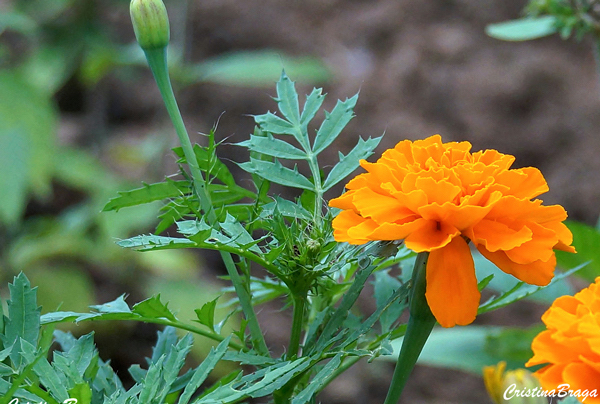 Tagetes - Tagetes patula