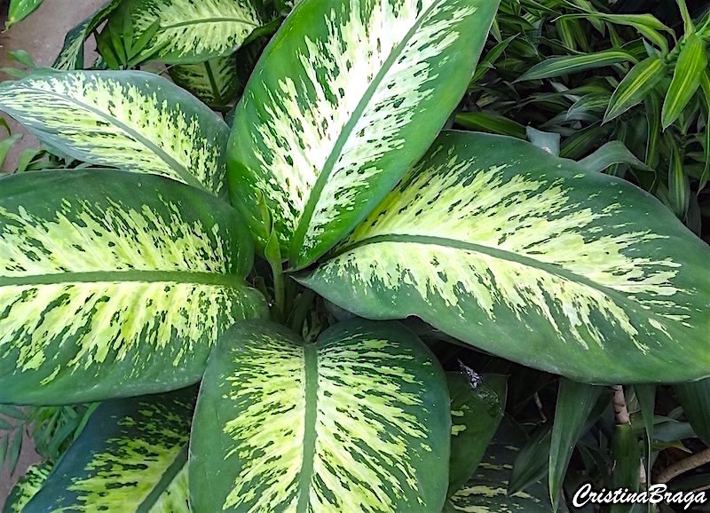 Comigo ninguém pode - Dieffenbachia amoena