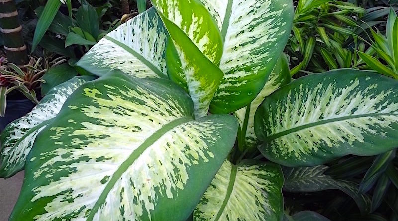 Comigo ninguém pode - Dieffenbachia amoena - Flores e Folhagens