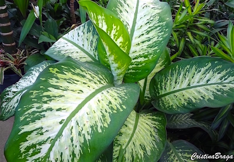 Comigo ninguém pode - Dieffenbachia amoena - Flores e Folhagens