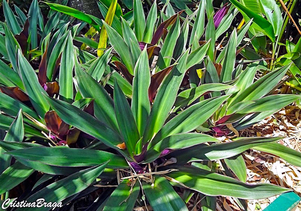 Abacaxi-roxo - Tradescantia spathacea