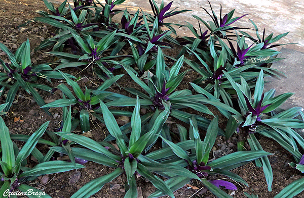 Abacaxi-roxo - Tradescantia spathacea