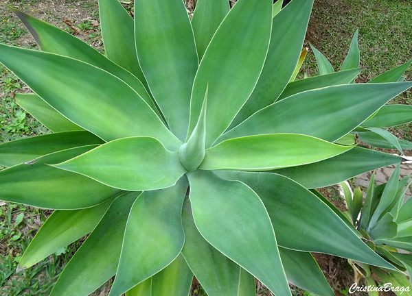 Agave dragão - Agave attenuata - Flores e Folhagens