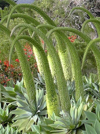 Agave dragão - Agave attenuata