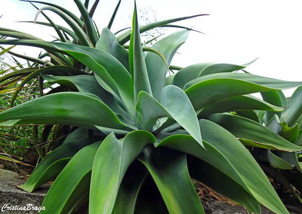 Agave dragão - Agave attenuata