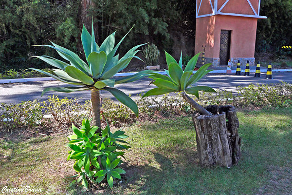 Agave dragão - Agave attenuata