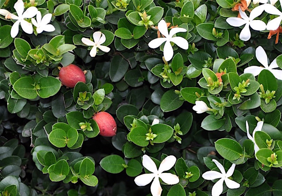 Ameixa de natal - Carissa macrocarpa