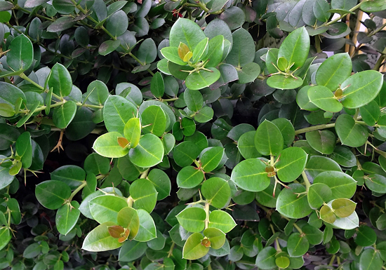 Ameixa de natal - Carissa macrocarpa