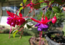 Brinco de Princesa – Fuchsia hybrida