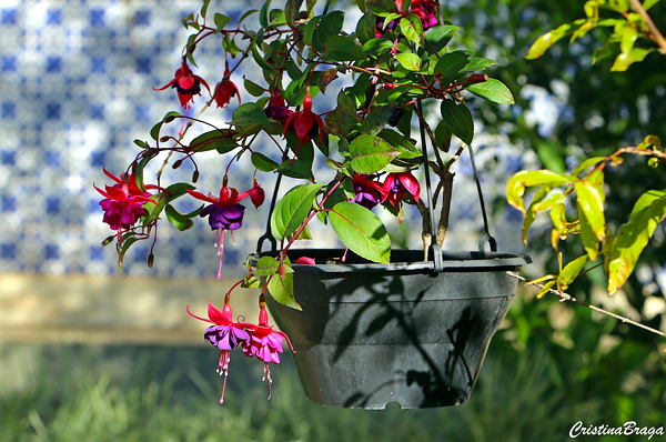 Brinco de Princesa - Fuchsia hybrida