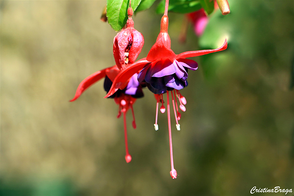 Brinco de Princesa - Fuchsia hybrida