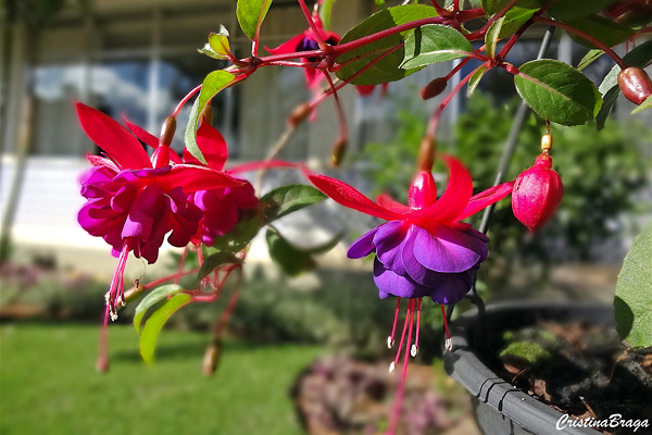 Brinco de Princesa - Fuchsia hybrida - Flores e Folhagens