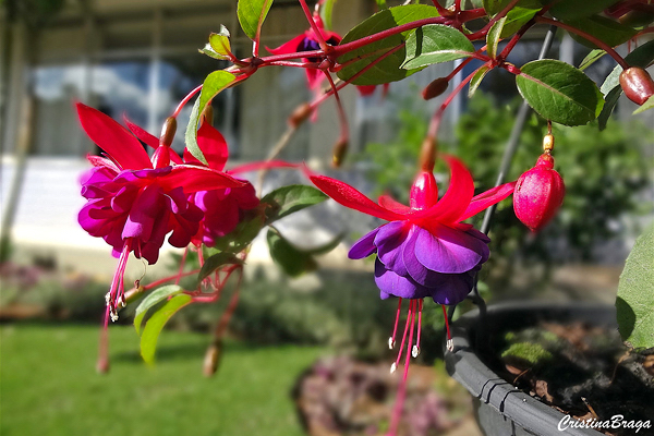 Brinco de Princesa - Fuchsia hybrida