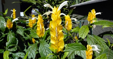 Camarão amarelo – Pachystachys lutea