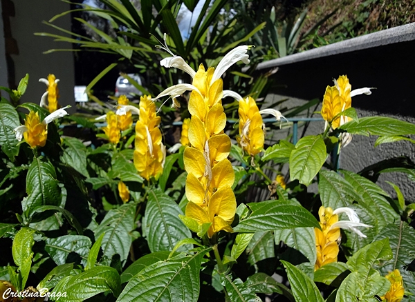 Camarão amarelo - Pachystachys lutea - Flores e Folhagens