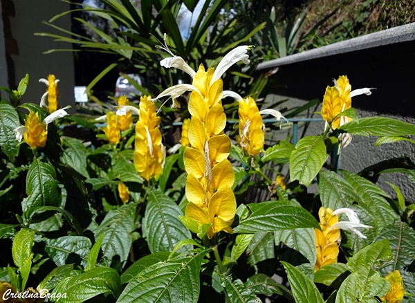 Camarão amarelo - Pachystachys lutea