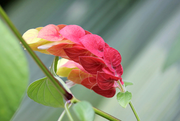 Camarão vermelho - Justicia brandegeana - Flores e Folhagens