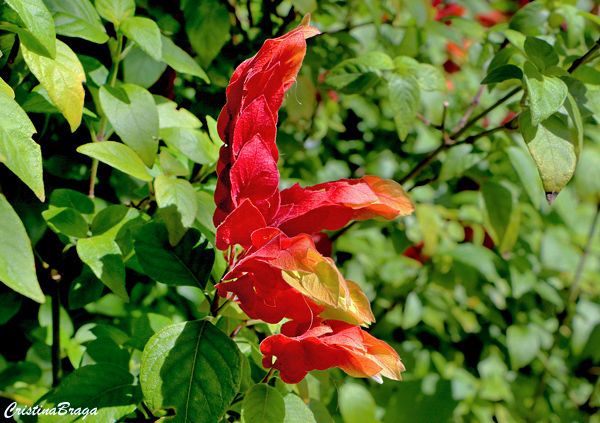 Camarão vermelho - Justicia brandegeana