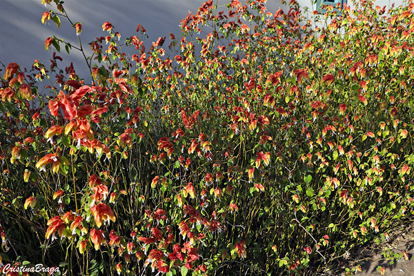 Camarão vermelho - Justicia brandegeana - Flores e Folhagens