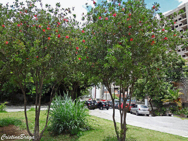 Escova de garrafa - Callistemon citrinus