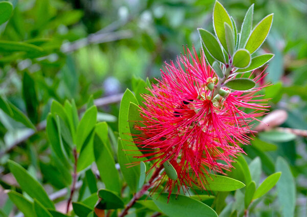 Escova de garrafa - Callistemon citrinus