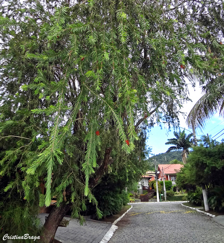 Escova de garrafa - Callistemon viminalis