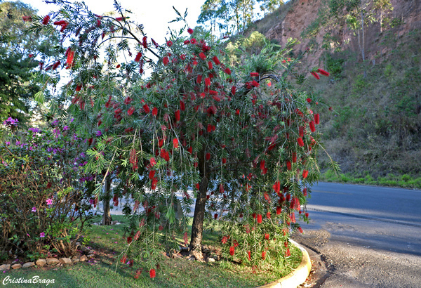 Escova de garrafa - Callistemon viminalis