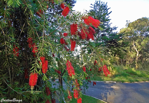 Escova de garrafa - Callistemon viminalis