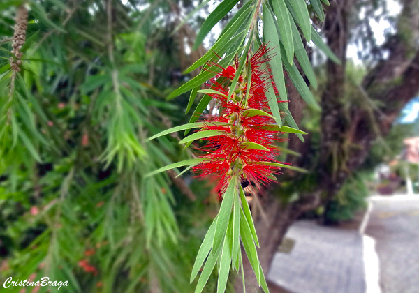 Escova de garrafa - Callistemon viminalis