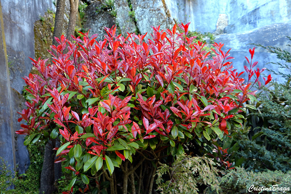 Fotínia - Photinia x fraseri Red Robin