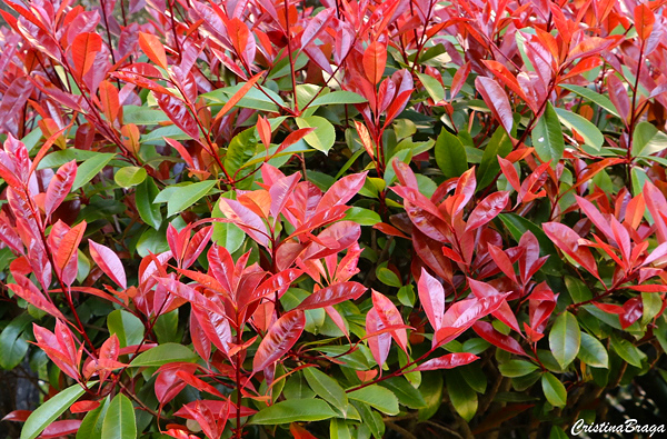 Fotínia - Photinia x fraseri Red Robin