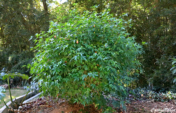 Lanterninha Chinesa - Abutilon striatum