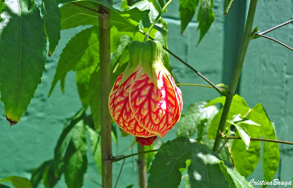 Lanterninha Chinesa - Abutilon striatum