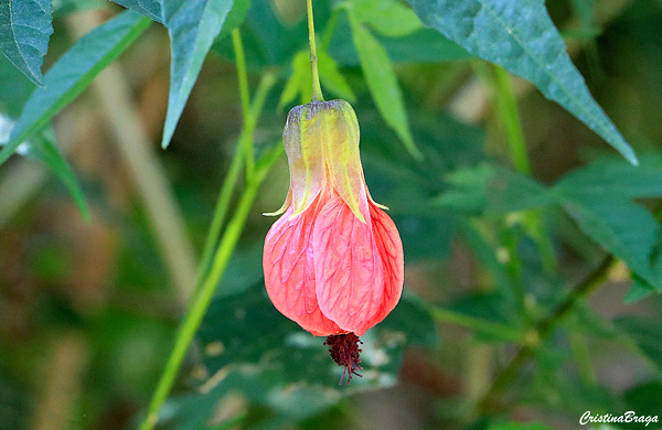 Lanterninha Chinesa - Abutilon striatum