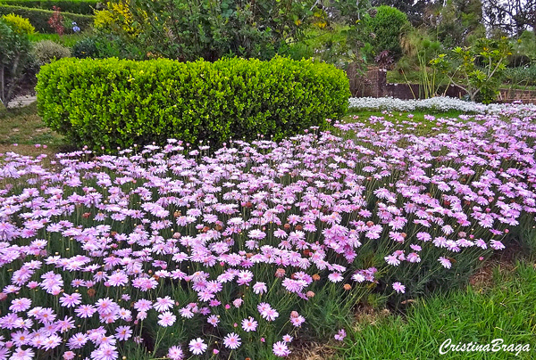 Margaridinha rosa - Argyranthemum - Flores e Folhagens