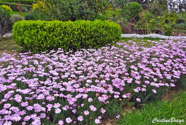 Margaridinha rosa - Argyranthemum