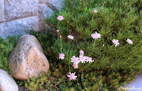 Margaridinha rosa - Argyranthemum